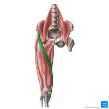 Origin: ASIS 

Insertion: Tibial tuberosity 

Action: flexes and laterally rotates thigh, flexes and medially rotates leg