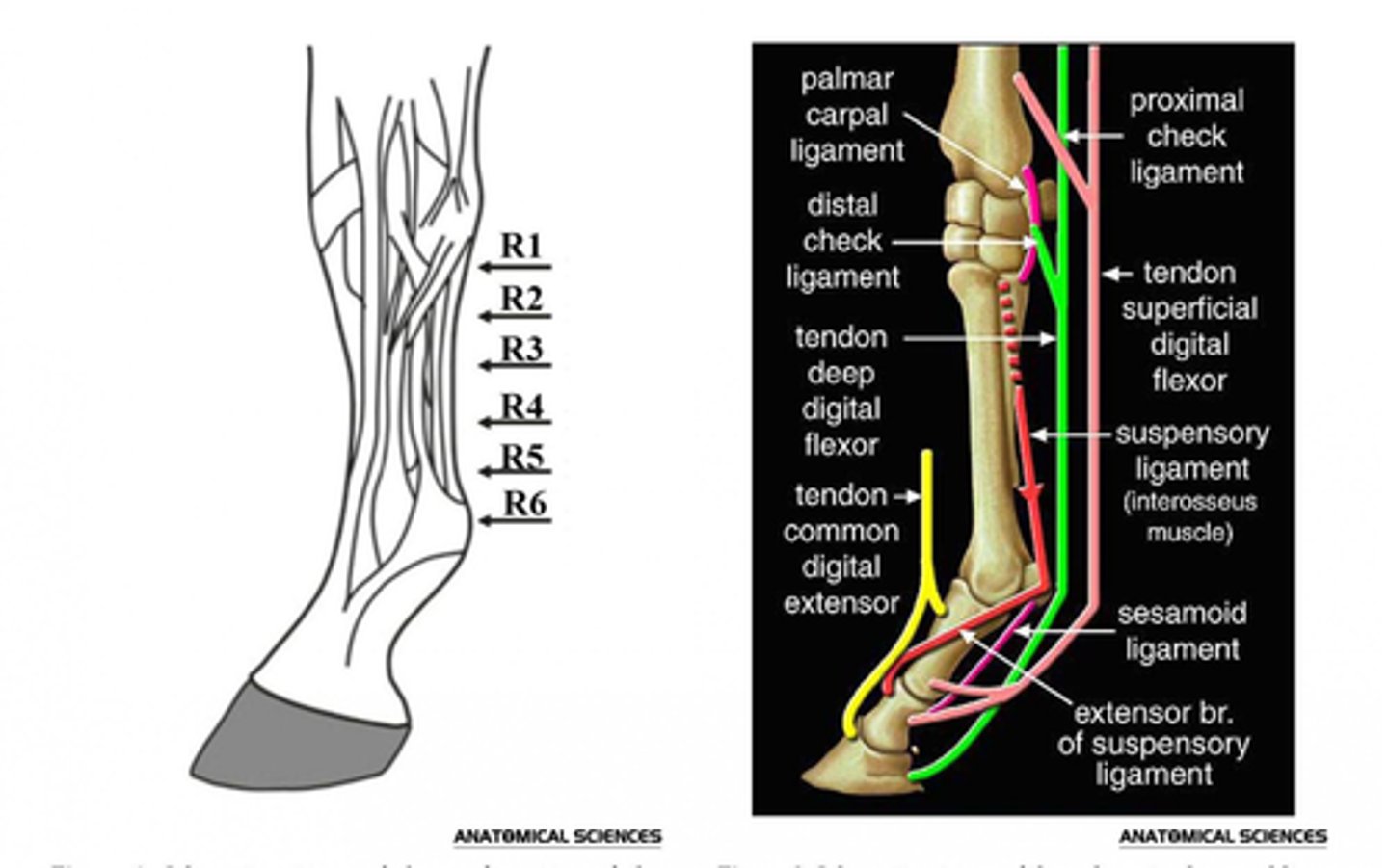 <p>Interosseous (aka TIOM or suspensory ligament)</p><p>- Supports the fetlock, preventing excessive extension.</p><p>- Mostly tendinous in horse, muscular in dog and cat</p><p>- Part of the suspensory apparatus </p><p>- Arises from proximal metacarpal between splint bones, deep to SDFT and DDFT</p><p>- Divides above the fetlock into extensor branches, before inserting on abaxial surface of proximal sesamoids</p><p>- Extensor branches run to extensor tendon</p><p>- Continues as sesamoidean ligament to phalanges beyond sesamoid bones</p><p>Accessory (check) ligaments: absent in the hindlimb</p><p>Proximal check</p><p>- Accessory of the SDFT </p><p>- From distal radius to middle phalanx</p><p>Distal check </p><p>- Accessory of DDFT</p><p>- From carpus and attaches on third metacarpal</p><p>- Limits movement of the tendon to prevent over-stressing and to support the fetlock joint through anchoring flexor tendons</p>