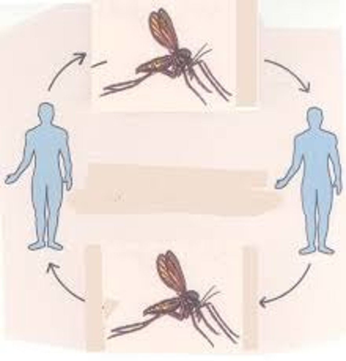 <p>arthropods harbor an infectious agent and transfer it to a human</p>