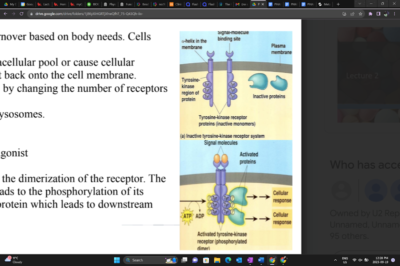 <p><span><span>Receptors in this class must dimerize in order to signal.</span></span></p>