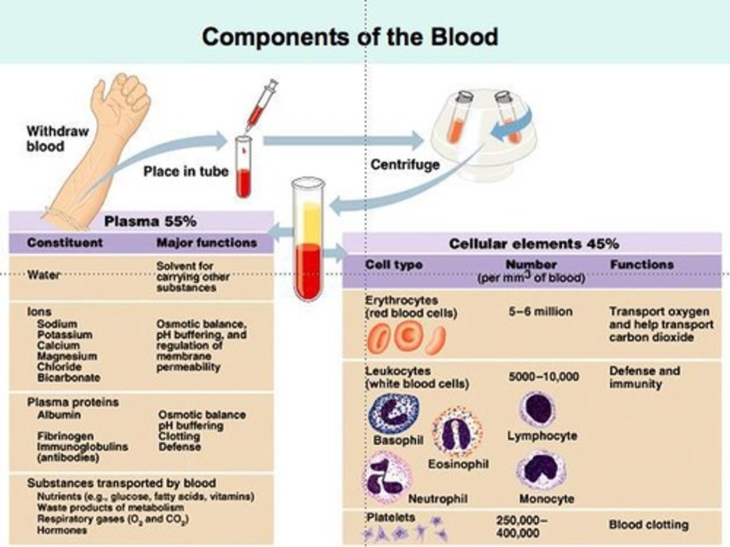 <p>Red blood cells (erythrocytes), white blood cells (leukocytes), and platelets.</p>