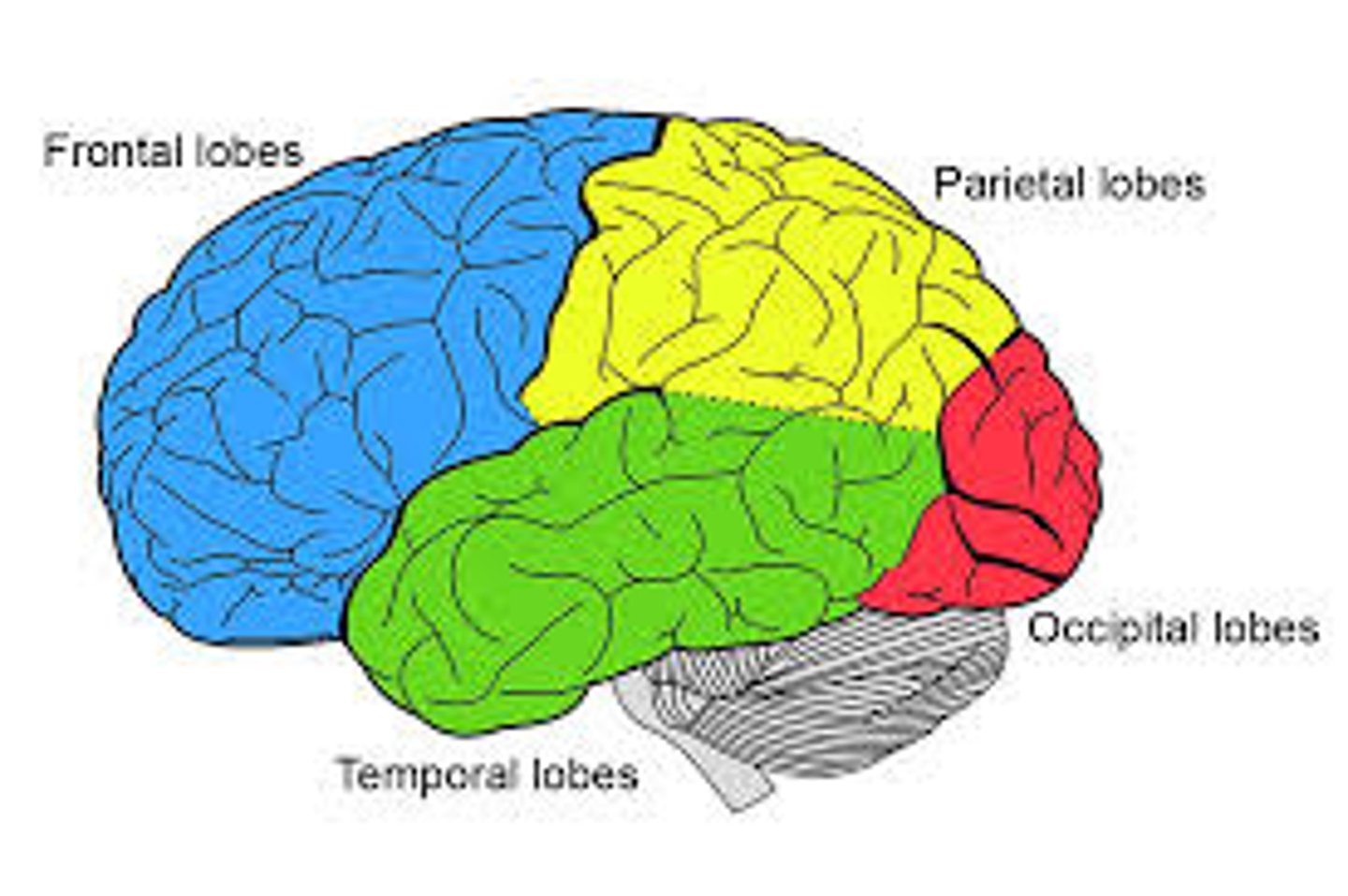 <p>5 lobes separated by gyri, 2 hemispheres separated by longitudinal fissure</p>