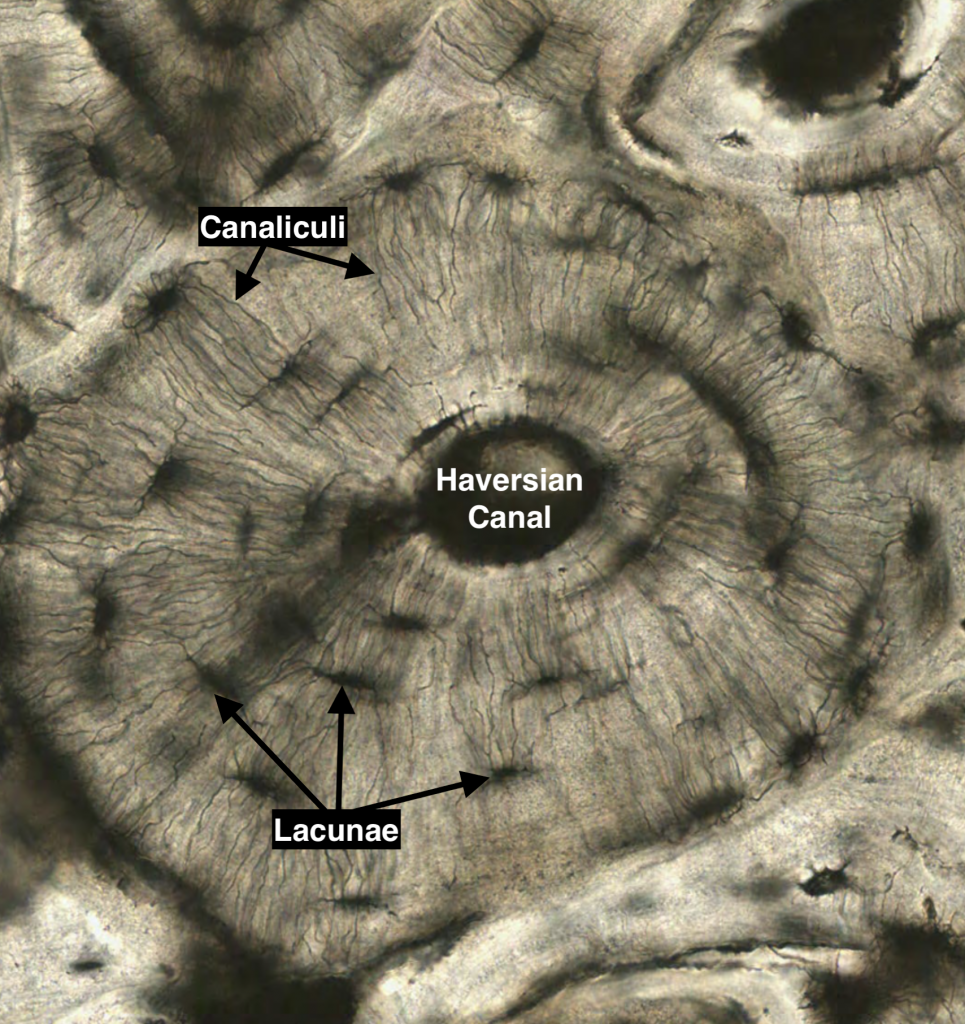 <p>- Haversian canal</p><p>- runs through each osteon</p><p>- nerves and blood vessels</p>