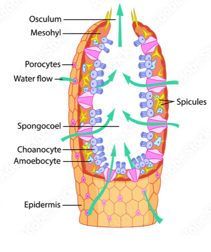 <p>a sponge’s mouth-like opening </p>
