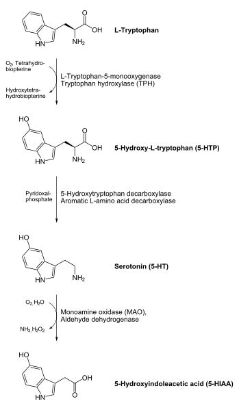 - Precursors: L-tryptophan (essential amino acid - from diet) --> 5-HPT --> 5-HT
- Enzymes: Tryptophan hydroxylase (rate-limiting step) --> aromatic L-amino acid decarboxylase

- While L-Try and 5-HTP can cross the BBB, 5-HT cannot. This helps to maintain appropriate concentrations in the PNS/CNS