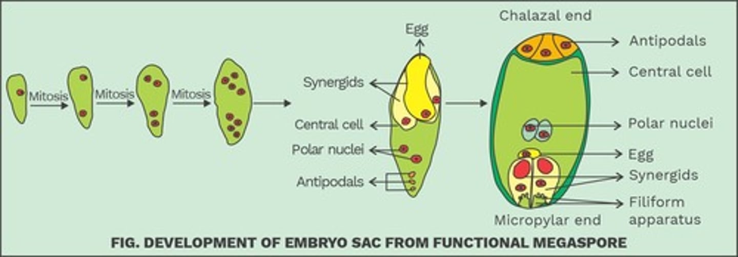 <p>The eight nucleate structure develops a wall and forms the embryo sac.</p>