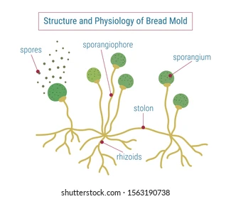 <p><span>simple in structure, brown or yellowish-brown in color, and with branched aerial (in the air) filaments that bear the zygospores</span></p>