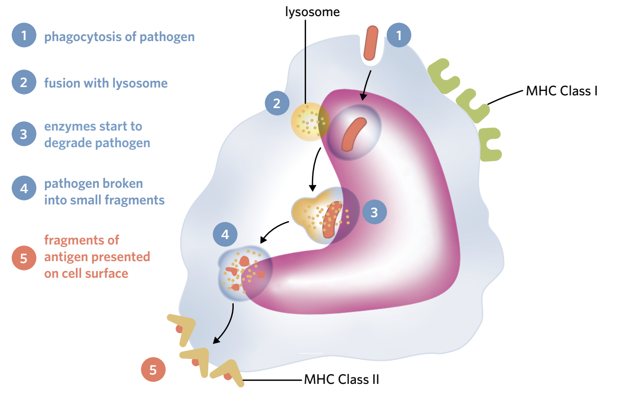 <p>These cells not only consume and destroy foreign material, but they also present antigens from consumed material on their surface. As learnt, MHC Class II markers are only expressed on the body of specific immune cells, this is what APCs are, they use these markers to present their consumed antigens. &nbsp;</p><ul><li><p><u>Macrophages</u> and <u>dendritic cells</u> are APCs </p></li></ul><p></p>