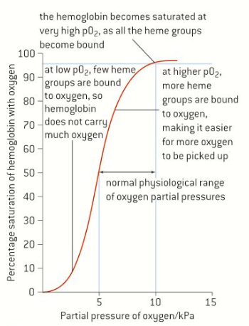  Figure 1- O2 dissociation of hemoglobin