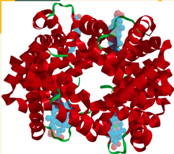 <p>• arrangement of multiple folded protein or coiling protein molecules in a multi-subunit complex</p>