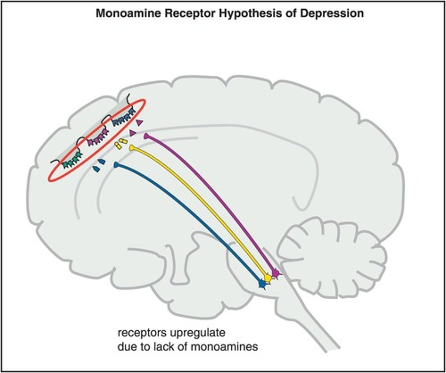 <p>A high number of receptors with low levels of monoamines leads to increased presynaptic transporters, which return more neurotransmitters back to the neuron.</p>