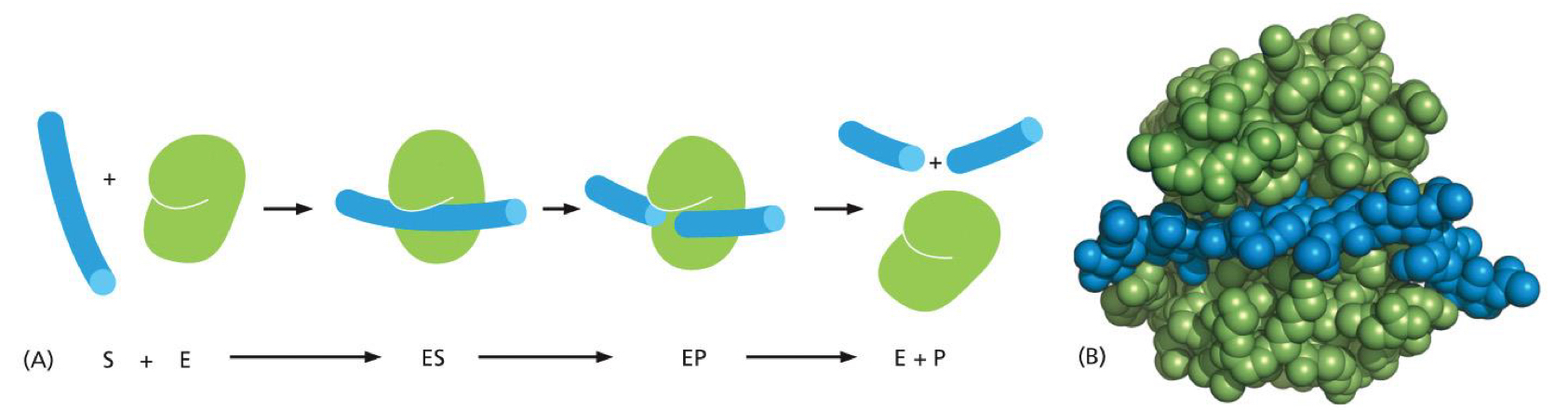 <p>an enzyme that cleaves the polysaccharide chains that form the cell walls of bacteria</p>