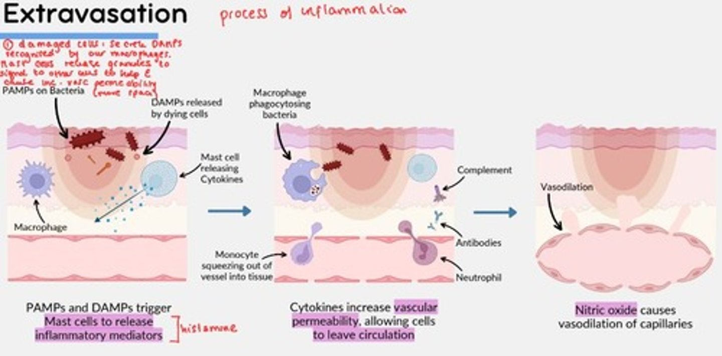 <p>1) PAMPs and DAMPs trigger mast cells to degranulate and release inflammatory mediators (e.g., histamine)</p><p>2) Histamine released increase vascular permeability, allowing cells to leave circulation</p><p>3) Nitric oxide (NO) causes vasodilation of capillaries</p>