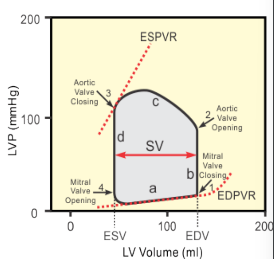 <p>Make sure you’re comfortable reading either one of these diagrams, the information could be presented either way and there was emphasis on knowing this.</p><p>EDV - End Diastolic Volume</p><p>ESV - End Systolic Volume</p><p>Know when valves open and close</p>