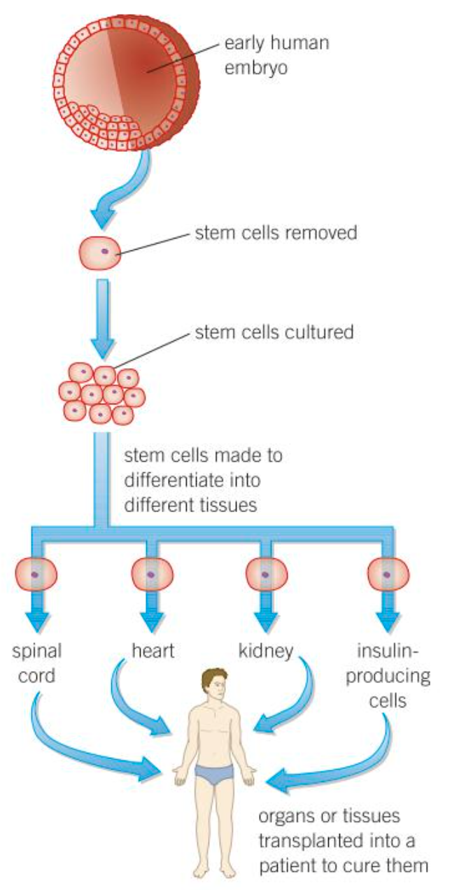 <p>What is produced in therapeutic cloning?</p>