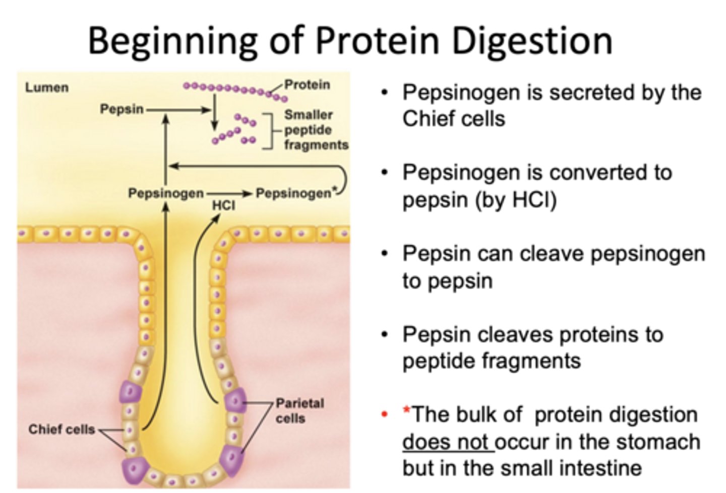 <p>small intestine</p>
