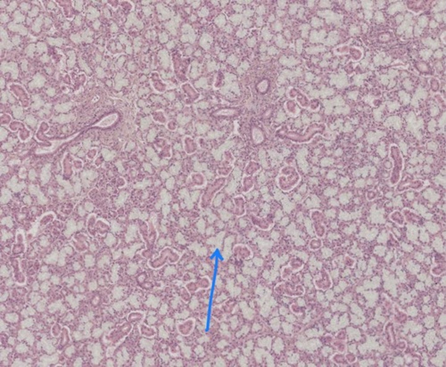 <p>Name the tissue</p>