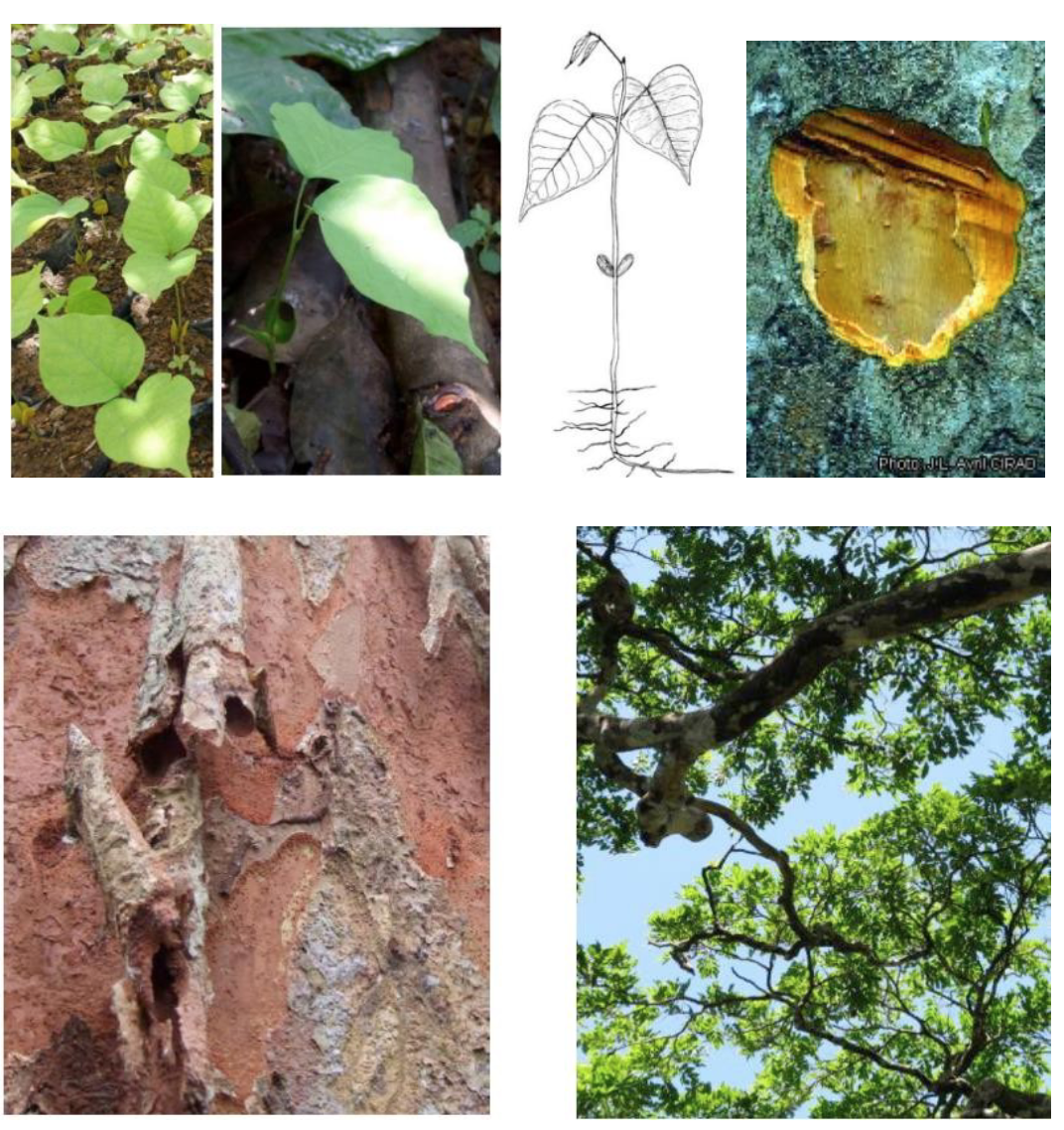 <p>A valuable timber species, known for its large size and valuable wood, with seeds dispersed by wind.</p>