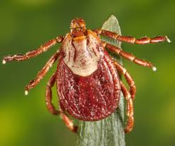 <p>ID external parasite</p><p>rocky mountain spotted tick</p>