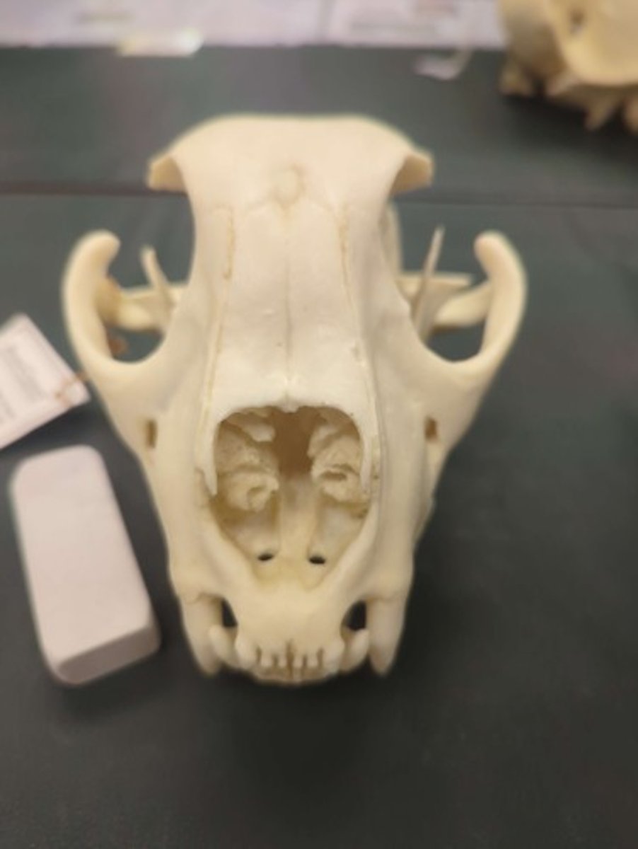 <p>What animal is this? Answer with "Skull" after animal name.</p>
