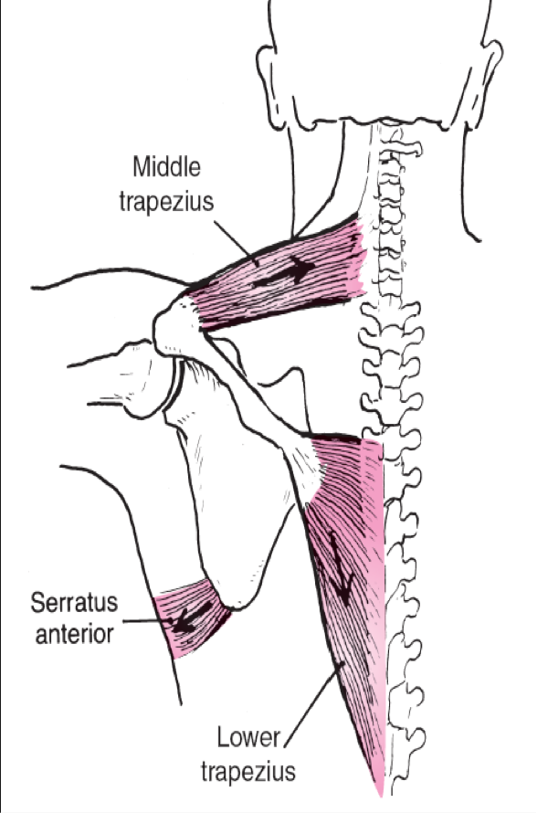 <p>Occur when two or more forces are pulling in different directions on an object, causing the object to rotate about its axis</p><p>Coupling of muscular forces together in the body can result in a more efficient movement</p>
