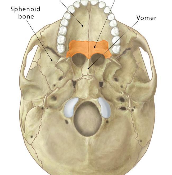 <p>forms the posterior portion of the hard palate</p>