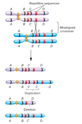 <p>Fill in the blank…</p><p>A chromosomal duplication is usually caused by abnormal events during ( ). Repetitive sequences can cause misalignment between homologous chromosomes. If a crossover occurs, ( ) results. </p>
