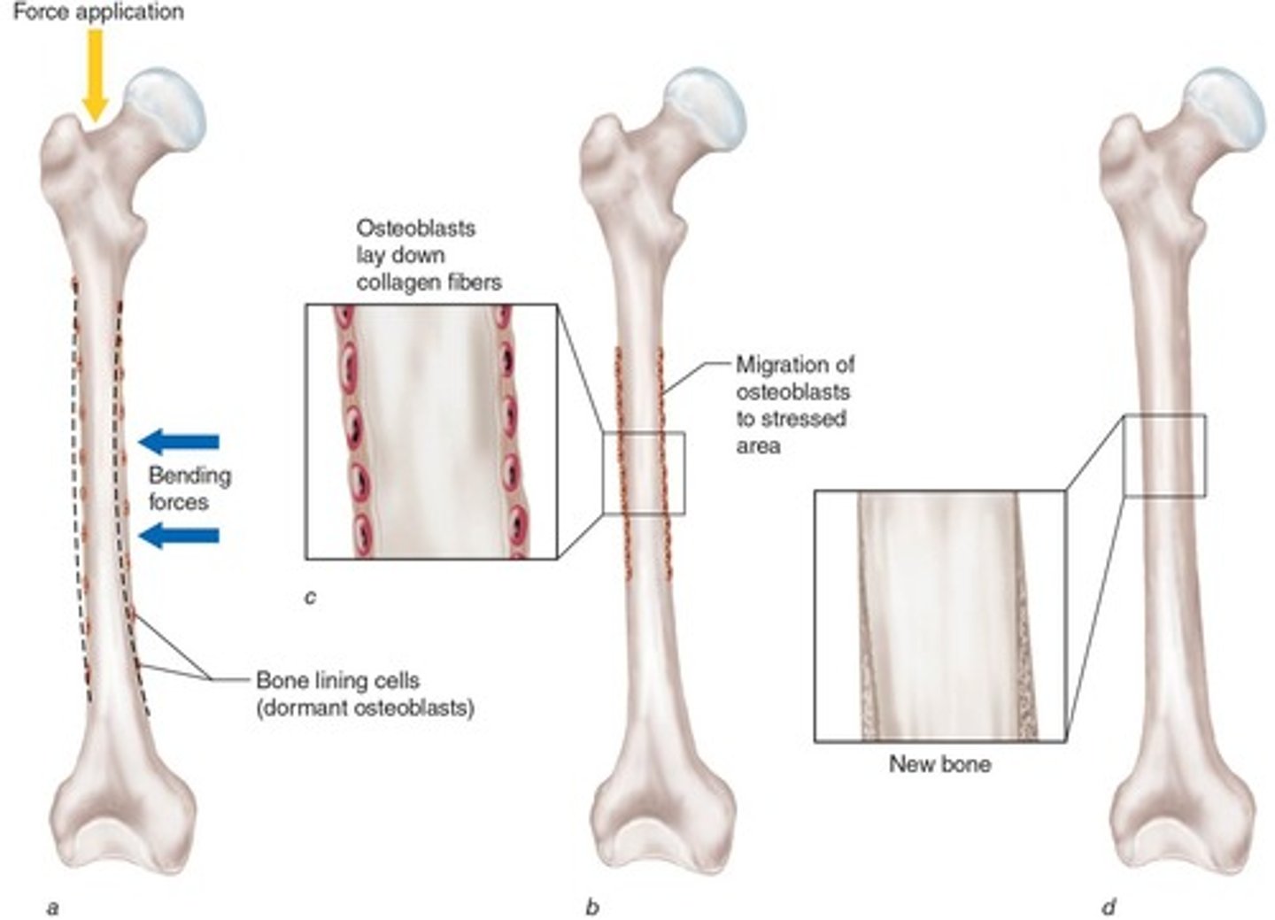 <p>The threshold stimulus that initiates new bone formation, approximately 1/10 of the force required to fracture bone.</p>