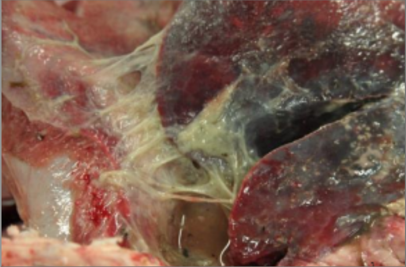 <p><span style="background-color: transparent;">What inflammatory marker is seen here?</span></p>