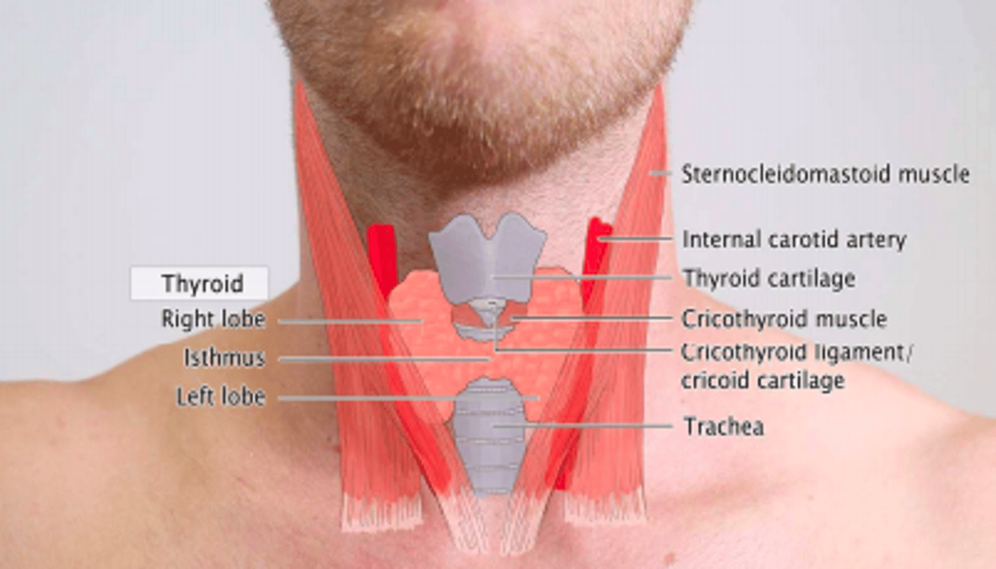 <p>Thyroid gland is a butterfly-shaped endocrine gland</p><p>Location</p><p>- Inferior to larynx</p><p>- Anterior to trachea</p><p>- Behind hyoid bone </p>