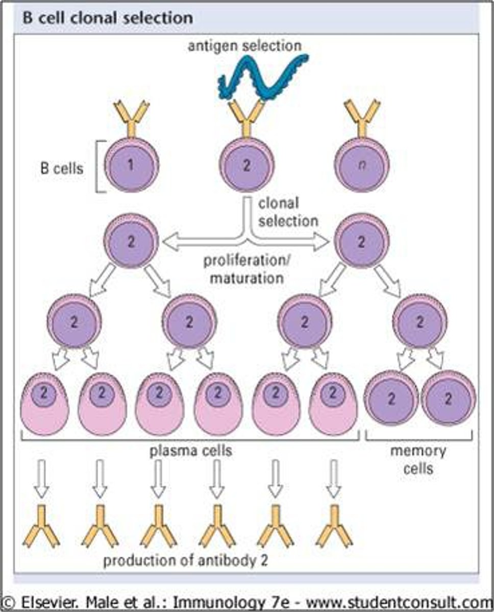 <p>The process by which an antigen selectively binds to and activates only those lymphocytes bearing receptors specific for the antigen. The selected lymphocytes proliferate and differentiate into a clone of effector cells and a clone of memory cells specific for the stimulating antigen.</p>
