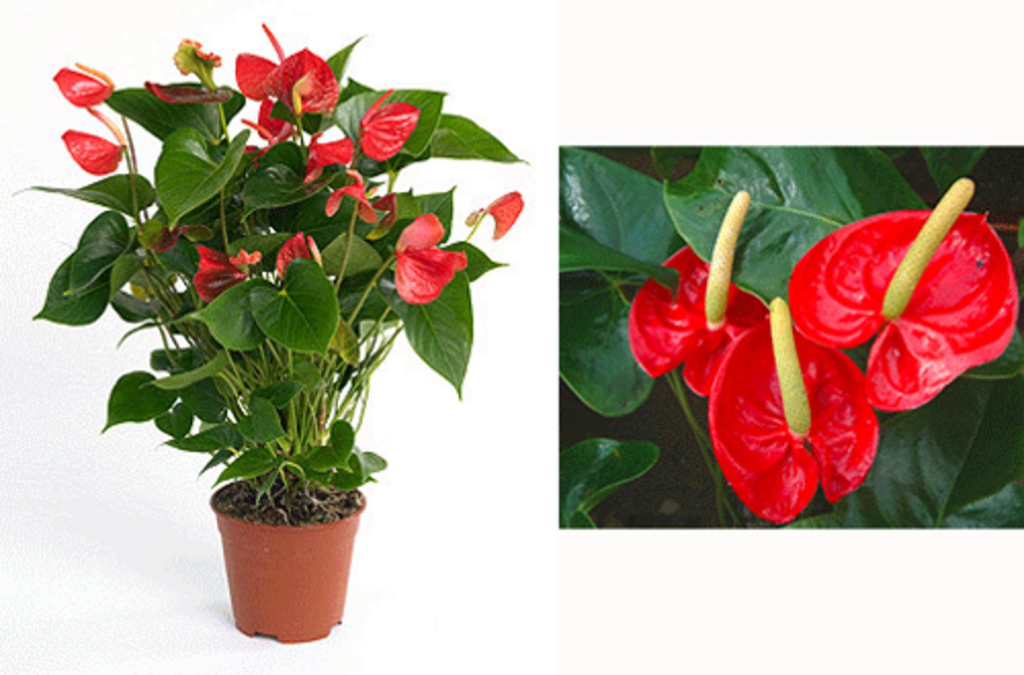 <p>Anthurium x andraeanum cv.</p>