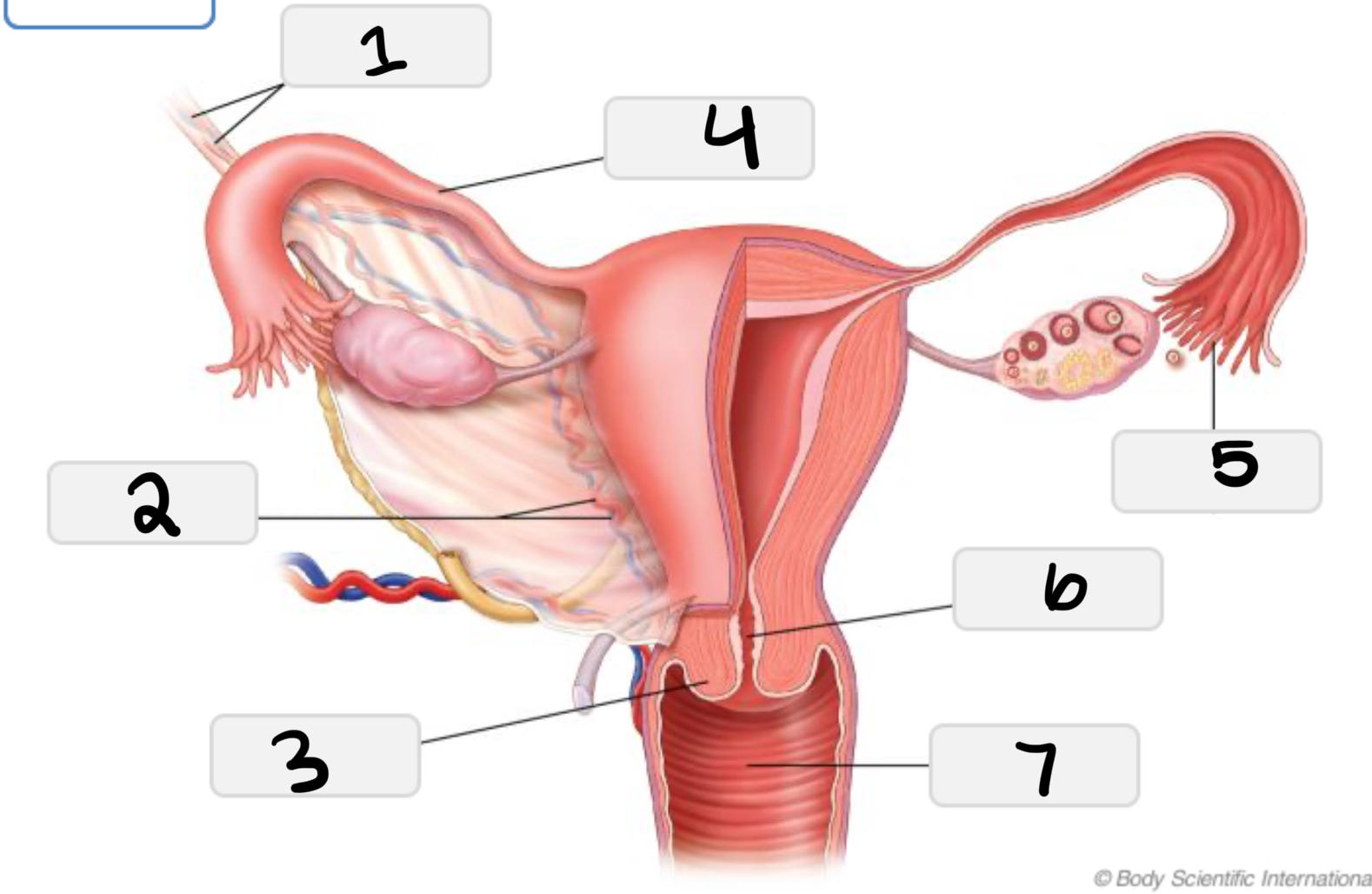 <p>(5)</p>