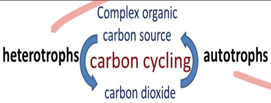 <p>Fundamental metabolic types:</p>