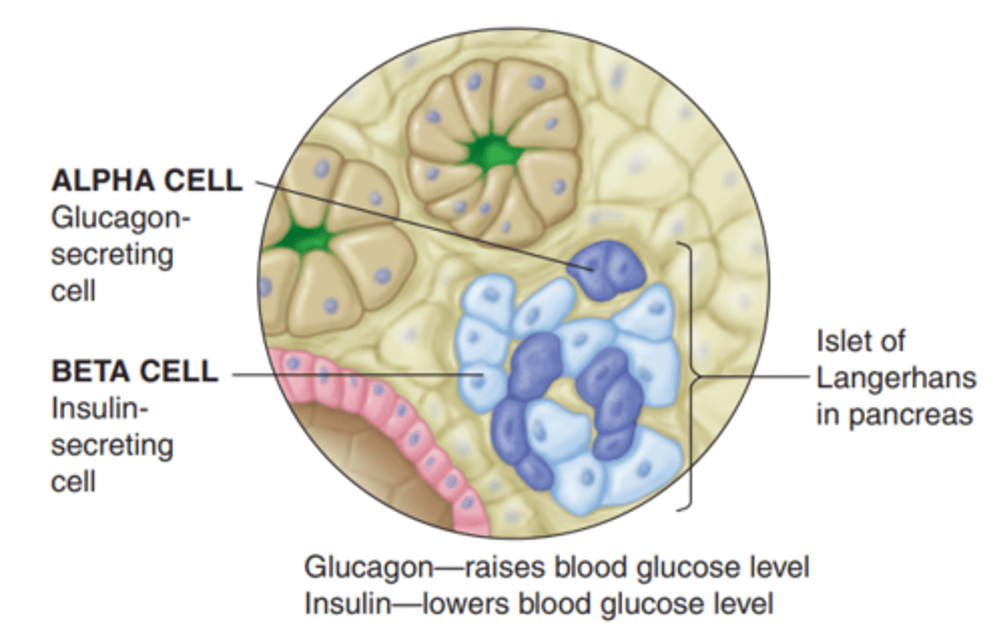 <p>- pancreatic endogenous hormone that provides energy via blood sugar and glucose in cells</p><p>- unlocks entry for glucose energy entry into cell</p><p>- produced in pancreas, synthesized in beta cells (Langerhans)</p>