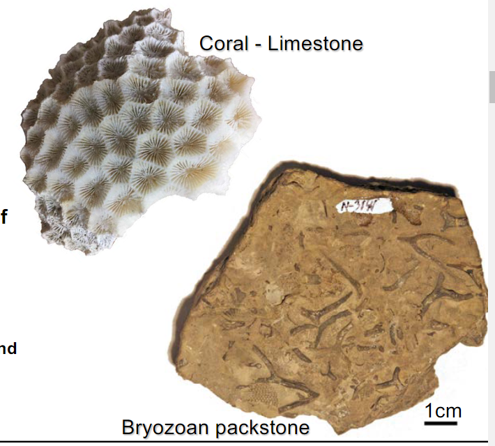 <ul><li><p>intraformational (autogenic)</p></li><li><p>usually formed as precipitate</p></li><li><p>may be organic in origin</p></li><li><p>carbonates (20-25%)</p><ul><li><p>limestones Cac03</p></li><li><p>dolomites → ((Ca(Mg)Co3)</p></li></ul></li><li><p>largely formed by shells of orgas</p></li><li><p>some inorganic chemical precipitation from fluids </p><ul><li><p>TUFA, evaporite dolomite and limestone</p></li></ul></li></ul>