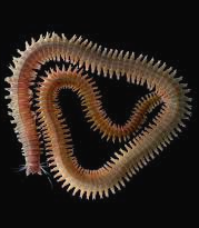 <p>Name one or more traits you can observe to distinguish the identity of Annelida</p>