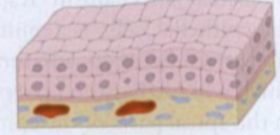 <p>Stratified cubiodal (flerlaget kubisk)</p>