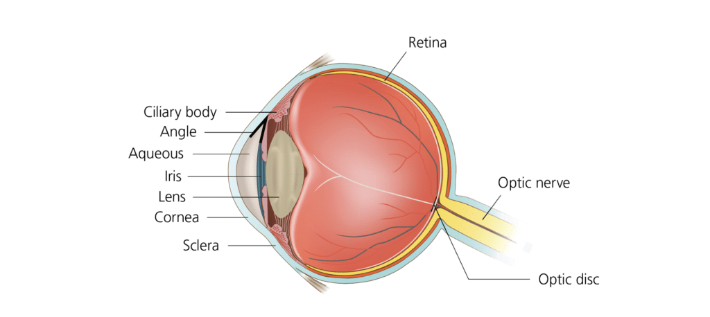 Optic Disk
