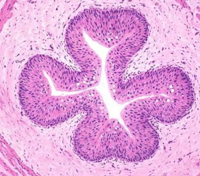 <p>Transitional epithelium function</p>