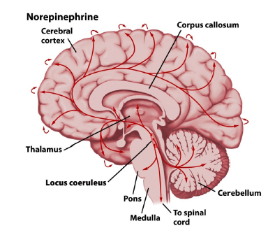 <p>locus coeruleus</p>