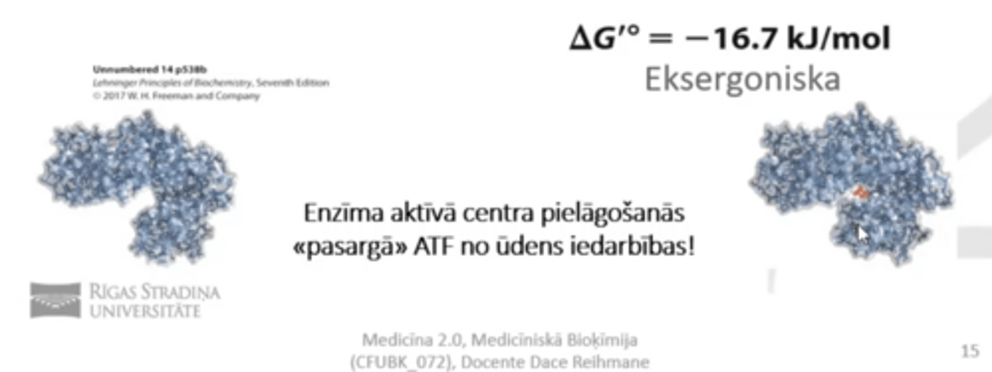 <p>tad kad piesaistās glikoze+ ATP + Mg, tad notiek konformācijas izmaiņas enzīma aktīvajā centrā.</p><p>Glikozes molekula tiek ieskauta, kas to satuvina ar ATP un pasargā no H2O</p>