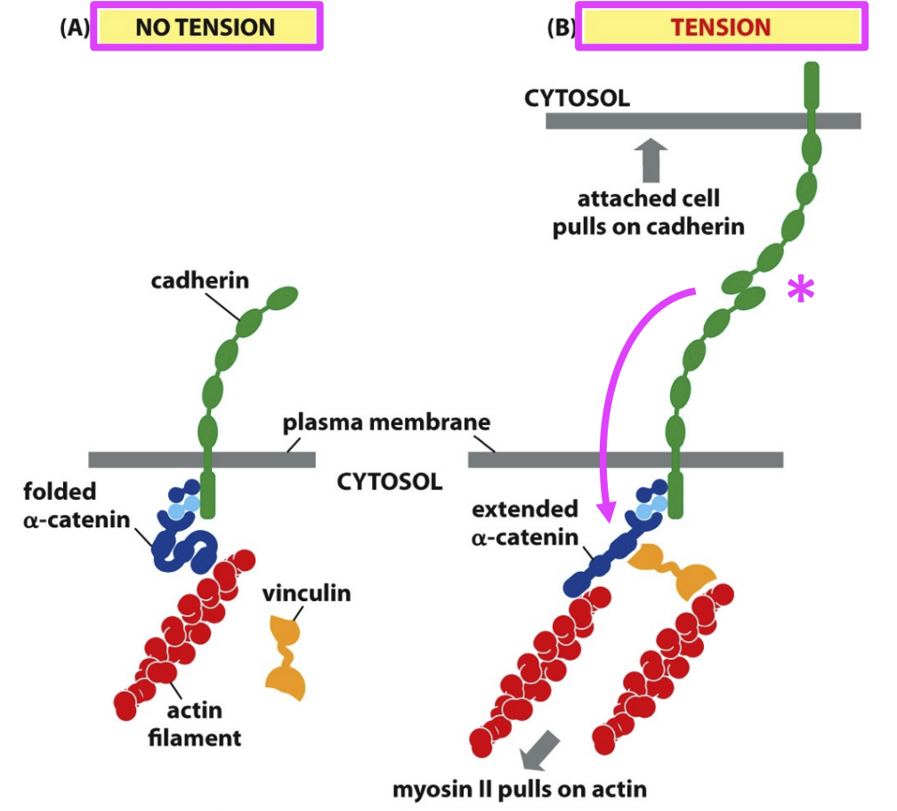 <p>Tension (extracellular) is required to expose the binding side of the actin fimalent and unfold the alpha-catenin molecule </p><ul><li><p>allows for binding of vinculin </p></li><li><p>Junction is activated by tug of war tension between cadherins </p></li></ul><p></p>