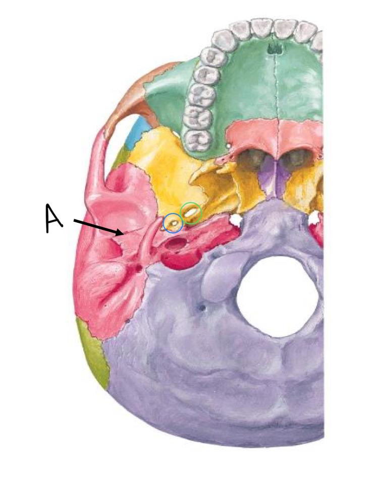 <p>what structure is circled in green, and what travels through it?</p>