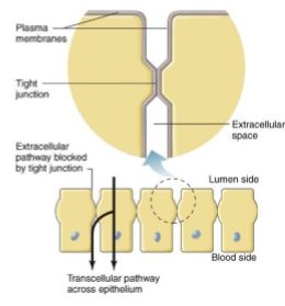 <p>Extracellular surfaces of adjacent plasma membranes join together - occurs in band around circumference of the cell.</p><p>This allows control in types and amount of substances absorbed as cannot pass between cells.</p>