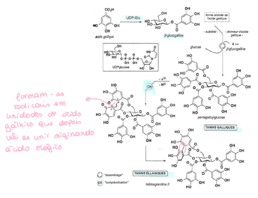 <p>Molécula iniciadora: ácido gálhico </p><p>Liga-se à mol UDP-Glc (molécula de glucose ativada na forma de uridinafosfato-glucose)- Beta-glucogalina. Origina galhotaninos e os elagitaninos. Por oxidação ligam-se 2 mol de ácido gálhico formando o ácido hexa-hidroxidifénico (taninos elágicos), por se formarem 2 radicais em unidades de ácido galhico que fazem acopolamento oxidativo. </p>