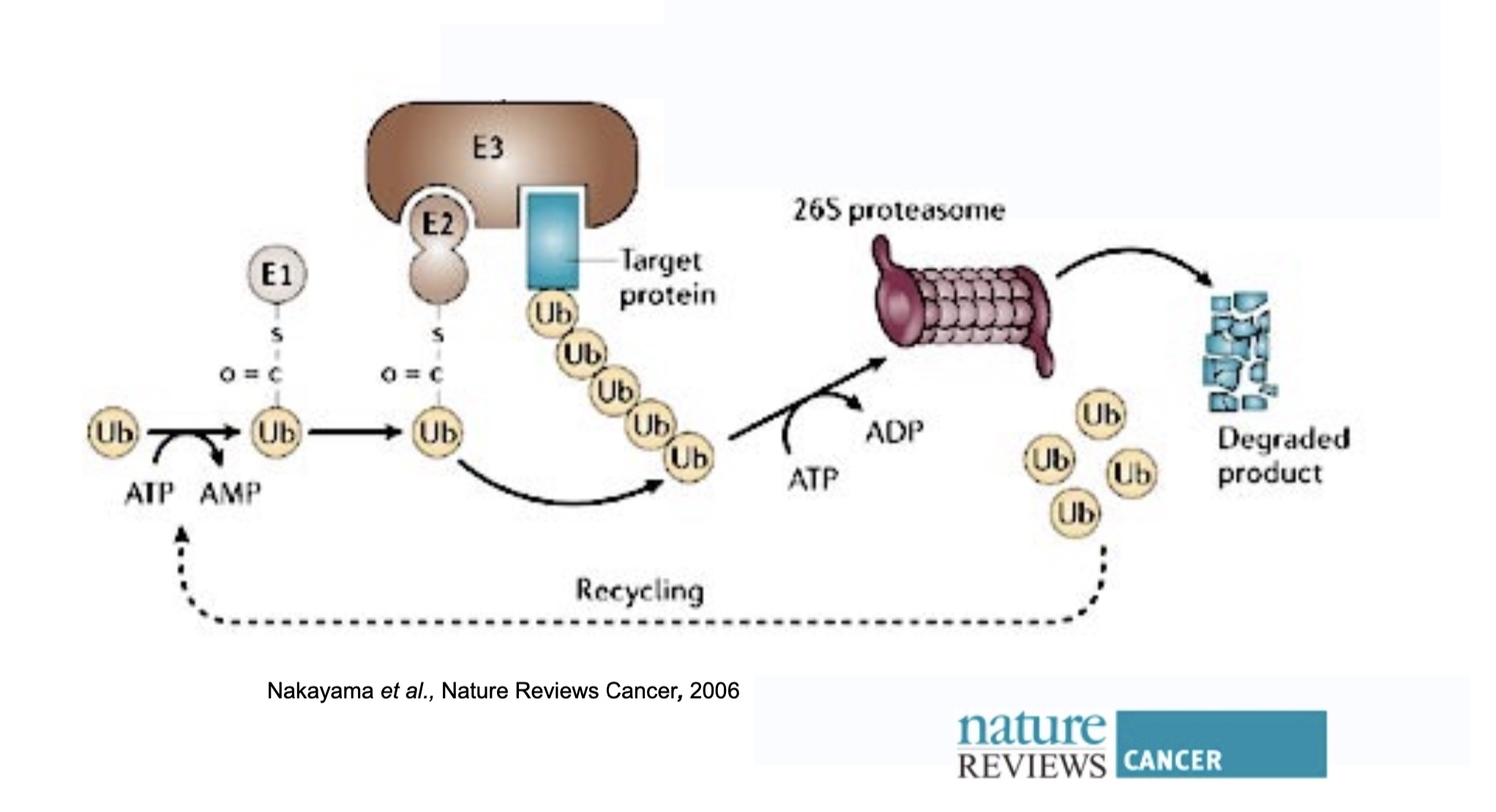 <p>Ub + ATP → Enzyme1 binds to Ub → Ub activated </p><p>activated Ub transferred to E2</p><p>E2 (w/ Ub) interacts w/ E3 and brings together Ub and target protein (which binds to other BS on E3)</p><p>1st Ub binds to Lys on target protein (repeated)</p><p>when Ub tail long enough the 26S proteasome recognises it → target protein degraded and Ub released (recycled)</p>