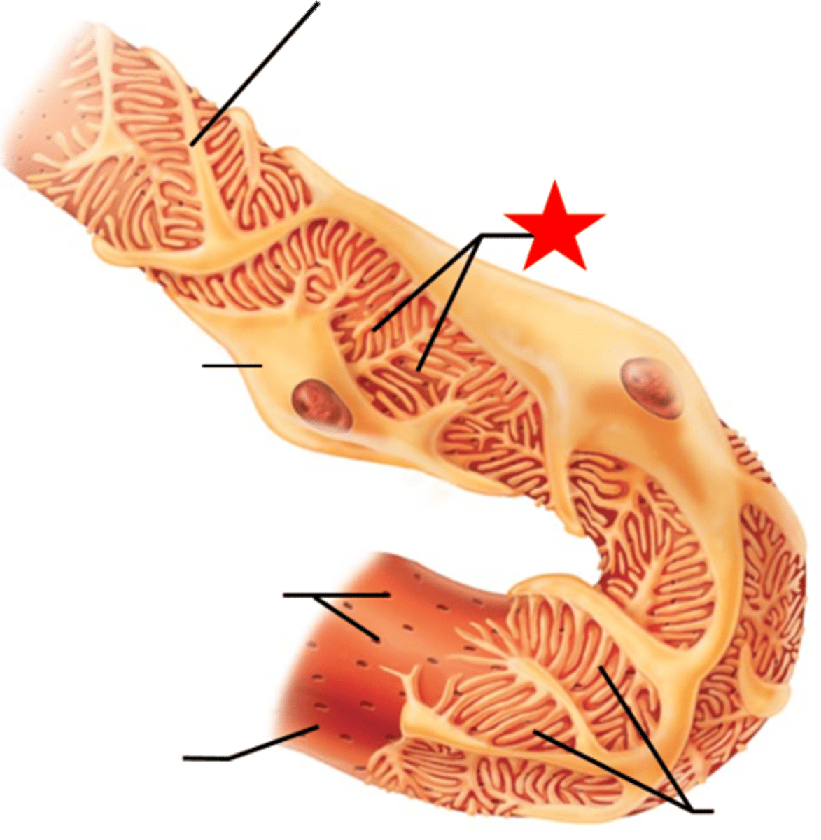 <p>-Are narrow gaps between adjacent pedicels<br><br>-Materials passing out of blood at glomerulus:<br> ~ must be small enough to pass between filtration slits</p>