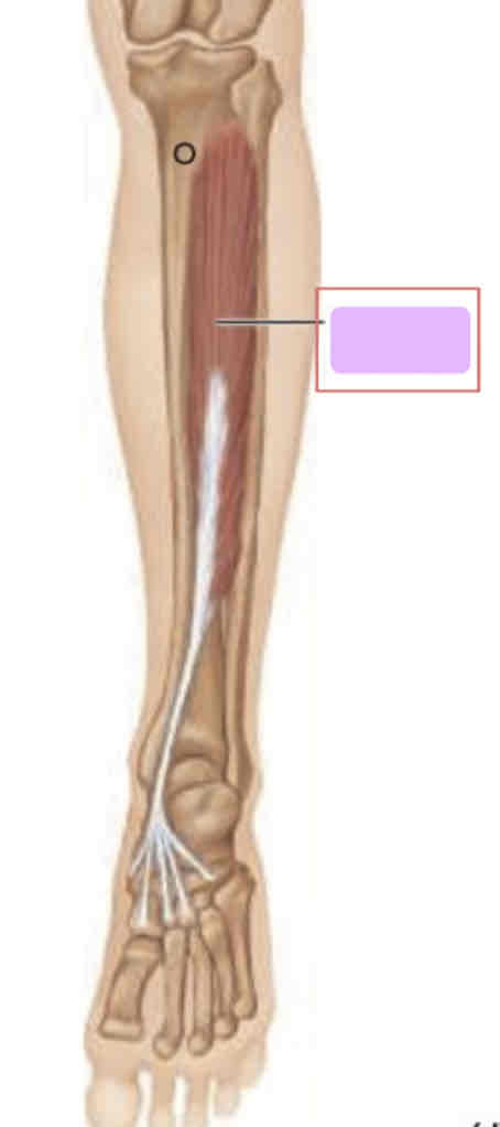 <p><span>Posterior leg (deep)</span></p>