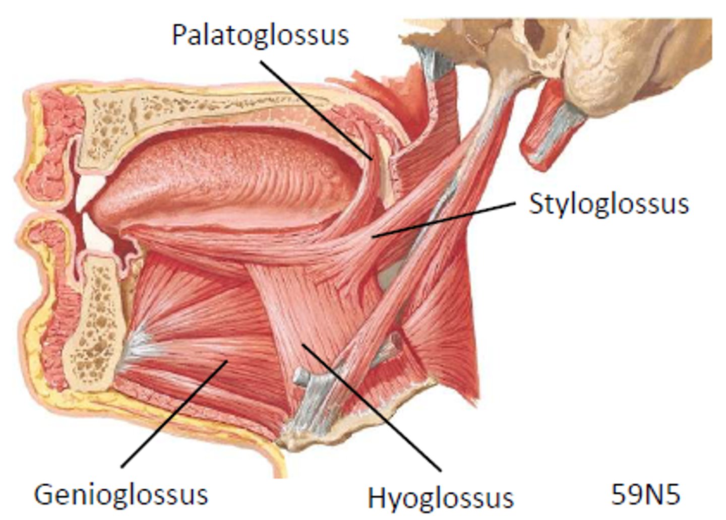 <p>Hypoglossal nerve (CN XII)</p><p>GSE: somatomotor</p>